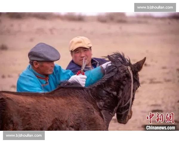 马背天骄:锡林郭勒草原驯马人的传奇与传承 马背天骄:锡林郭勒草原驯马人的传奇与传承