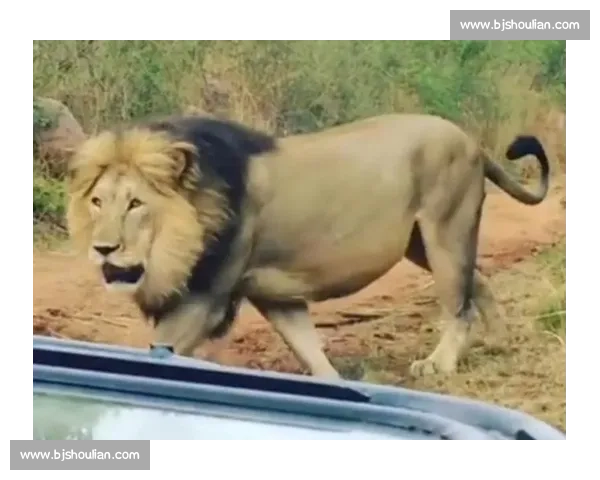 南非雄狮碾压野蛮人队，友谊赛狂揽 35 分创纪录